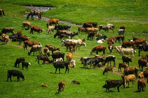 Livestock Research