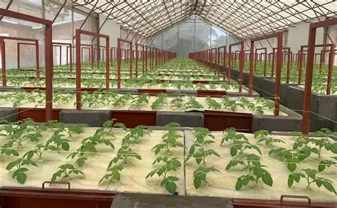 Tech Multiplication & Seed Research