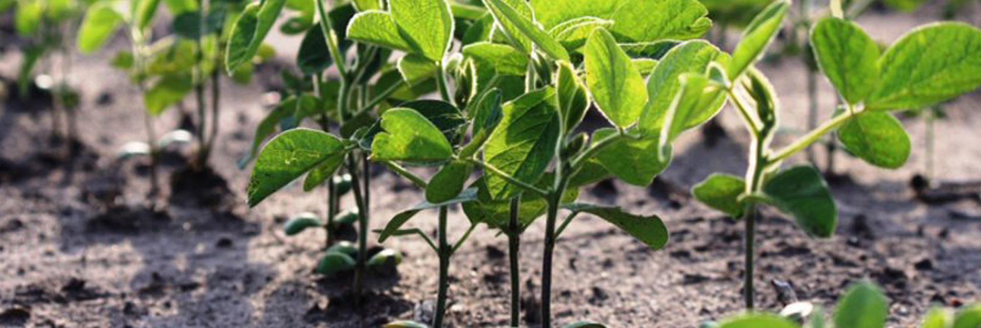 Crop Research