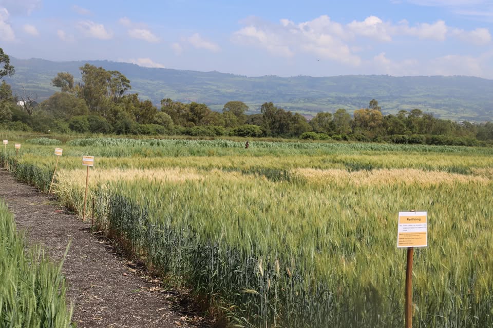 Ambo Agricultural Research Center