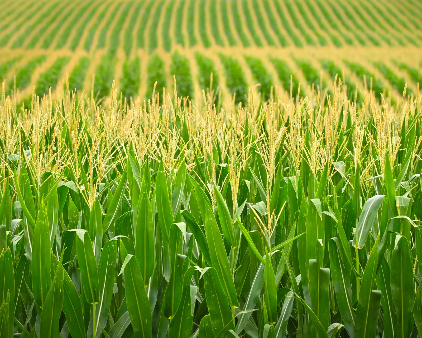 Bako National Maize Research Center