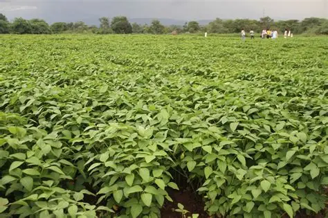 Pawe Agricultural Research Center