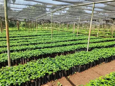 Tepi National Spices Research Center