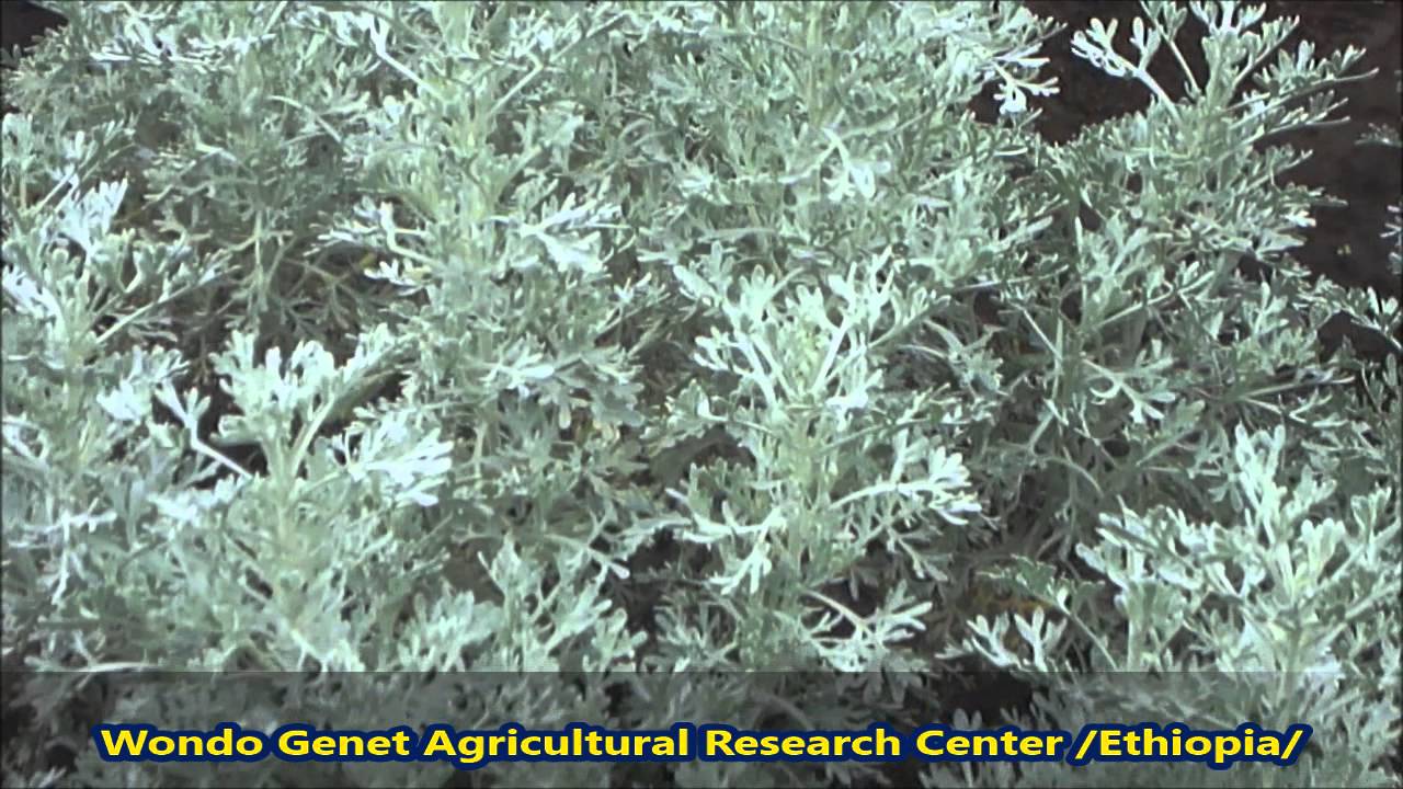 Wondo Genet Agricultural Research Center